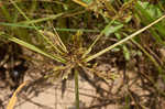 Ricefield flatsedge